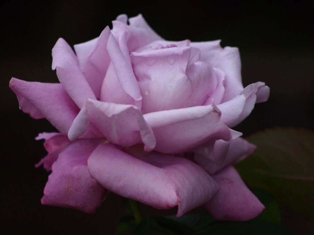 古河庭園の秋薔薇