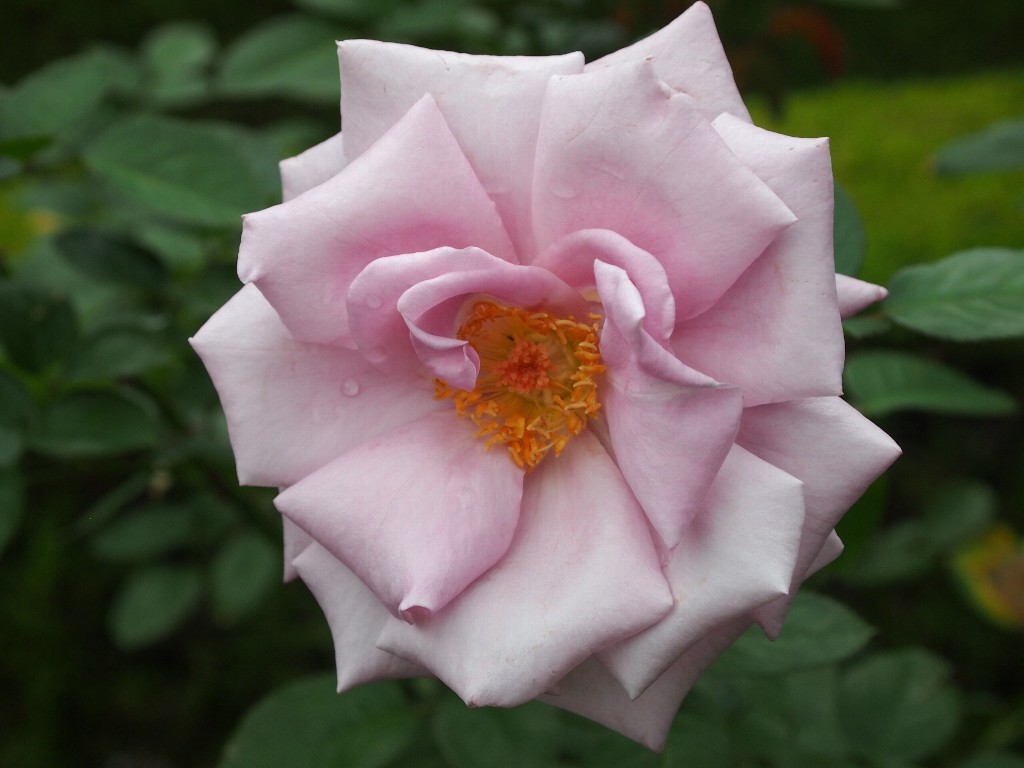 古河庭園の秋薔薇