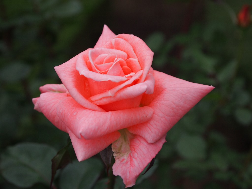 古河庭園の秋薔薇