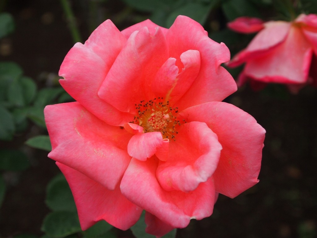 古河庭園の秋薔薇フェスティバル