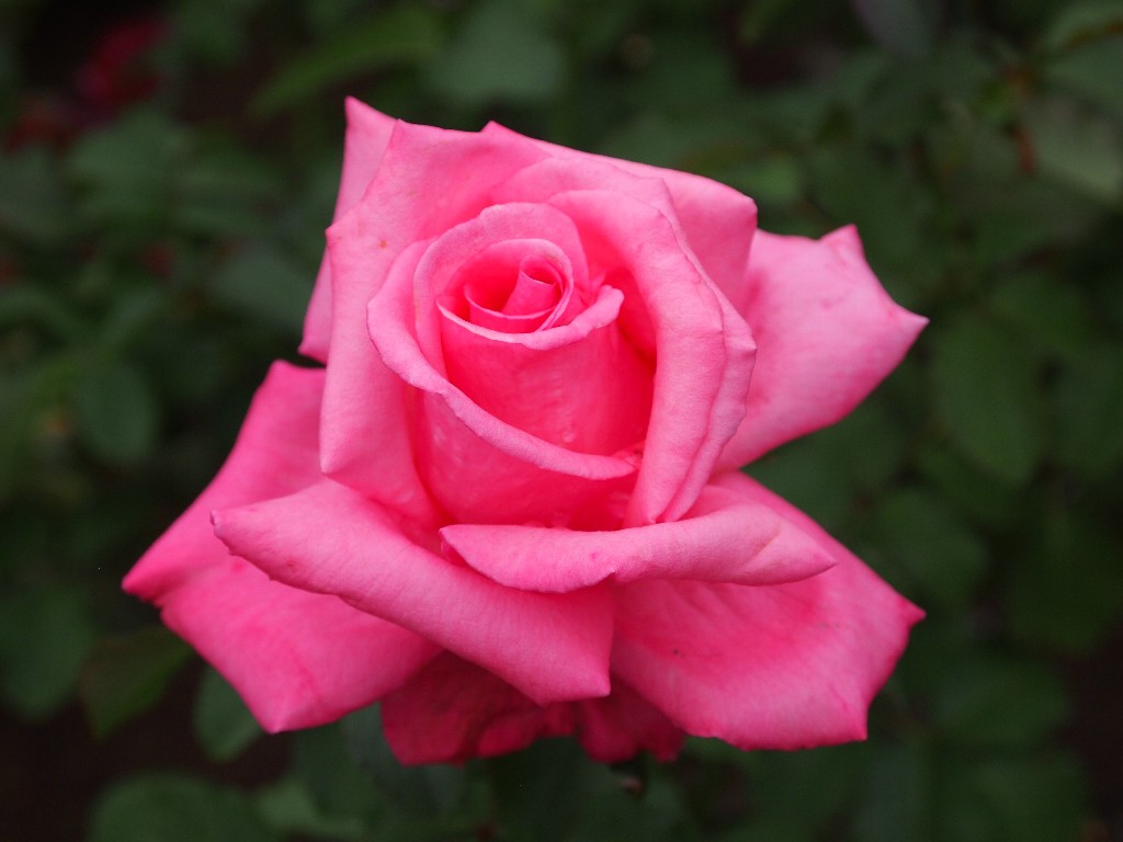 古河庭園の秋薔薇