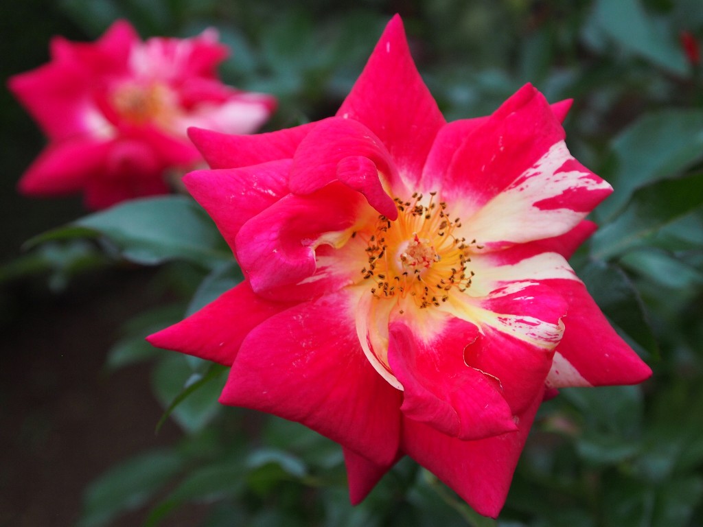 古河庭園の秋薔薇