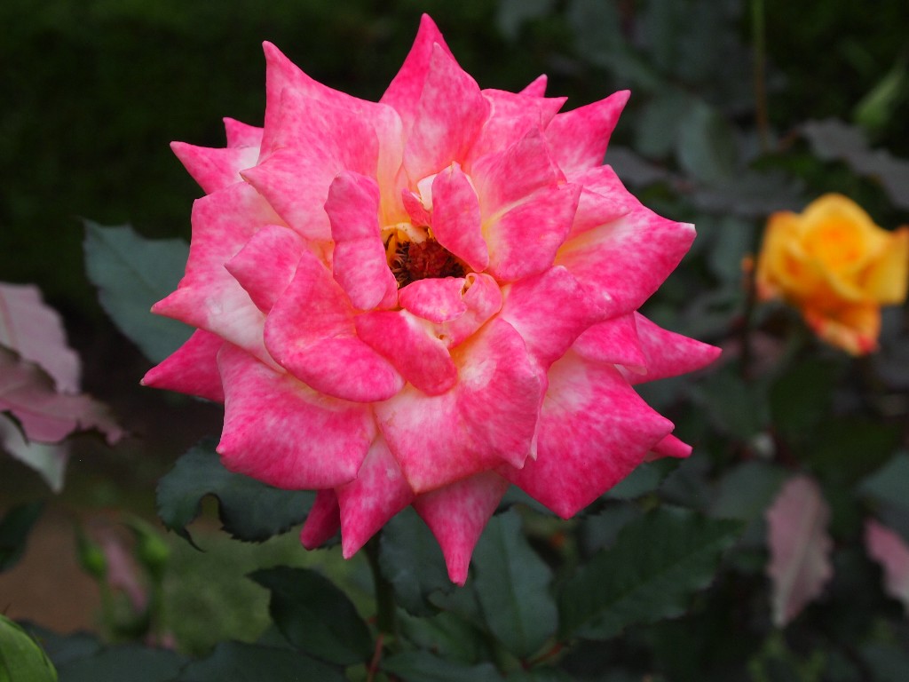 古河庭園の秋薔薇