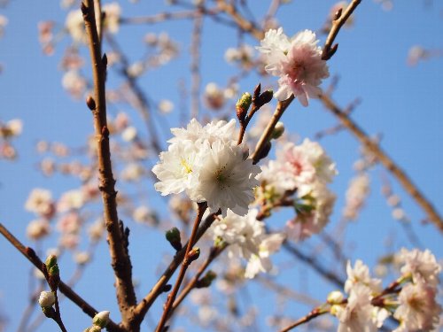 小福桜(こぶくざくら)