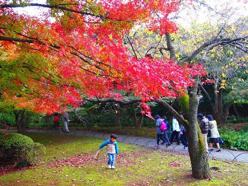 紅葉の木と子供さん