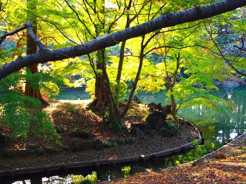 青々とした紅葉の緑の葉