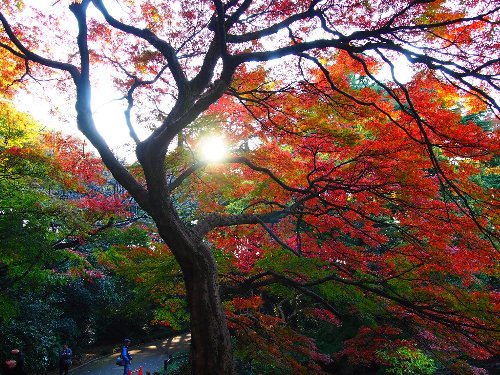 紅葉の木