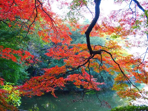 紅葉の木