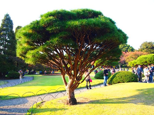面白い剪定の木