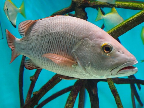 サンシャイン水族館の魚