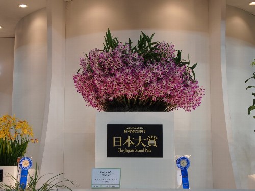 今年の日本大賞受賞者大塚初枝(茨城県)作出のデンドロビューム属ノビルハツエ