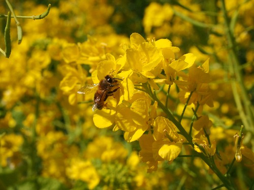 日比谷公園の菜の花の蜜を吸う蜜蜂
