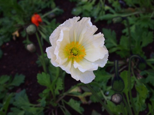 ポピーの花