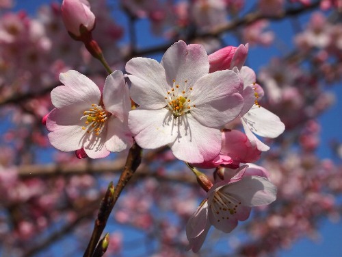 三宅坂の国立劇場の桜、駿河桜