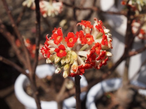みつまたの花