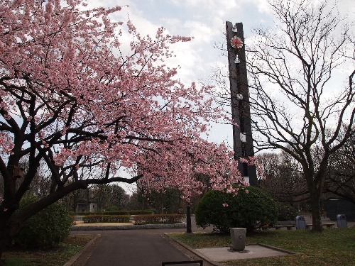 国会前庭の憲政記念館の桜