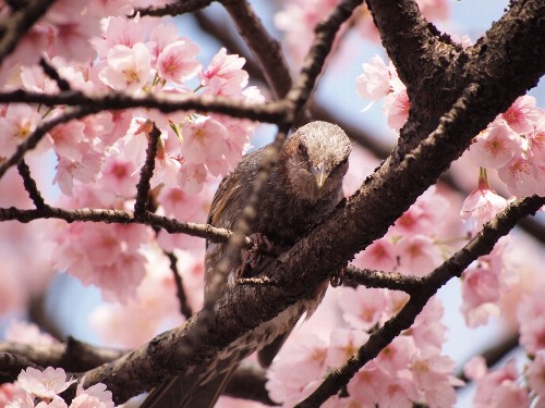 国会前庭の憲政記念館の桜から私を見下ろしているヒヨドリの顔