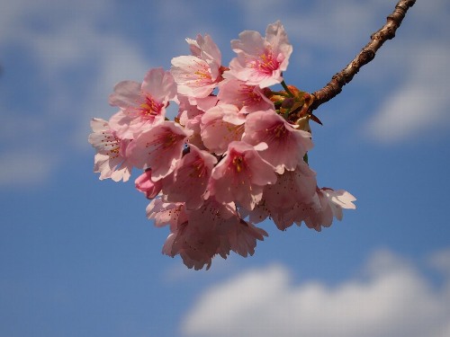 国会前庭の憲政記念館の桜