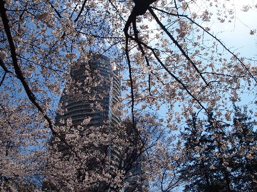 NHKの放送会館がある広場の桜と愛宕山ヒルズ