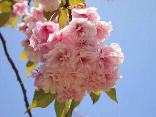 普賢象(ふげんぞう)