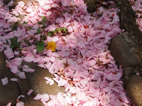普賢象(ふげんぞう)の花びらが地面に落ちたところ