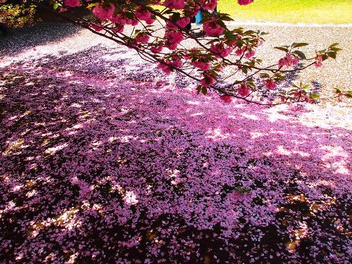 普賢象(ふげんぞう)の花びらが地面に落ちたところ