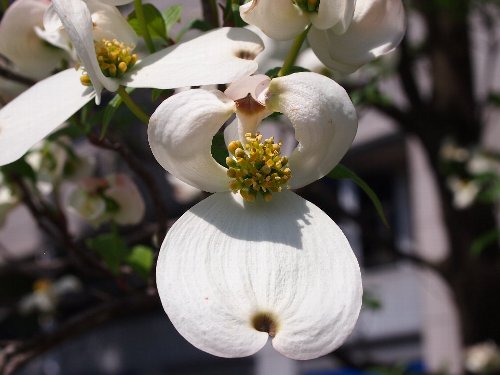 白い花水木(はなみずき)
