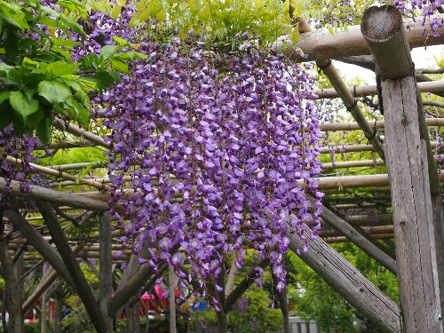 亀戸天神の藤の花
