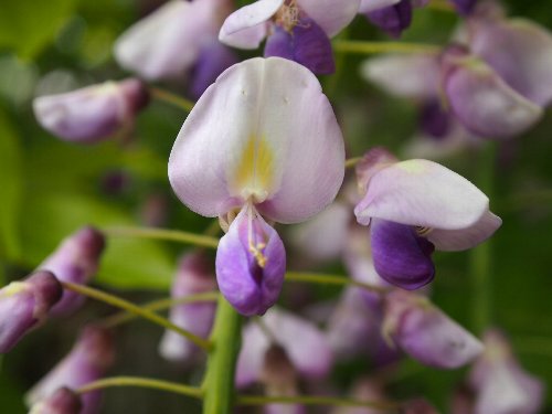 亀戸天神の藤の花