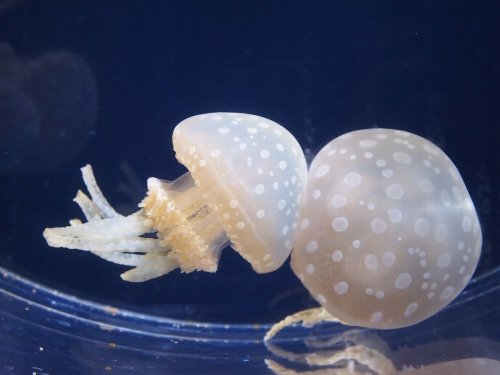 タコクラゲ
