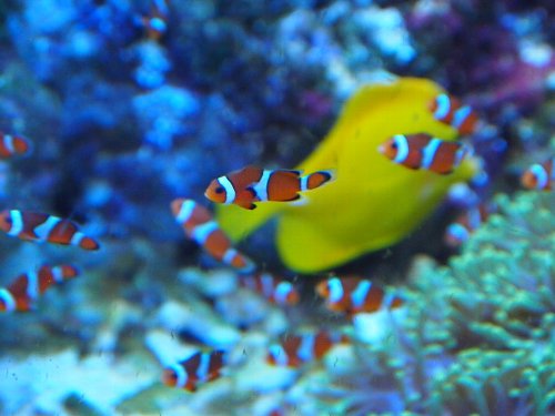 ファインディング・ニモの主人公のカクレクマノミ
