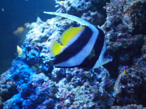 チョウチョウウオの仲間のハタタテダイ