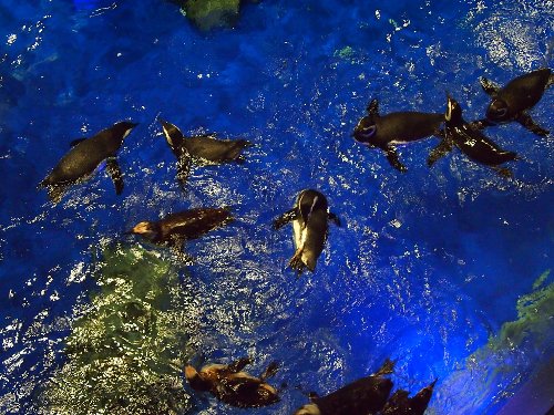 ペンギンの室内開放プール
