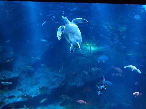 小笠原の海を模した「東京大水槽」ウミガメ