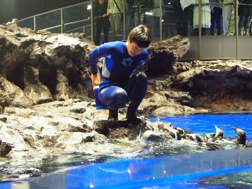 青いお揃いのウェット・スーツを着た飼育係りの人