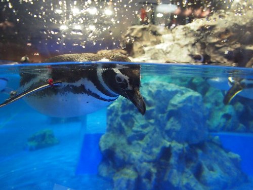 プールの角のペンギン