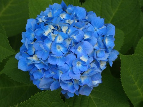 豊島園の紫陽花