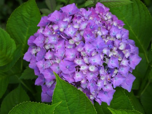 豊島園の紫陽花