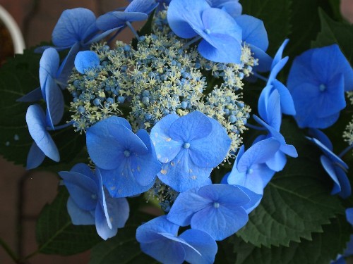 豊島園の紫陽花