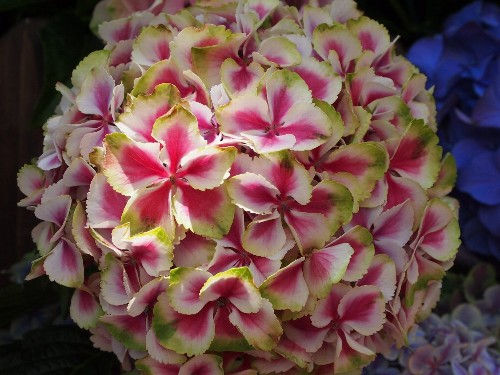 豊島園の紫陽花