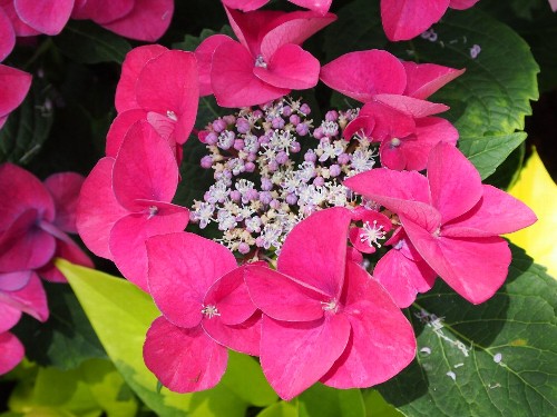 豊島園の紫陽花