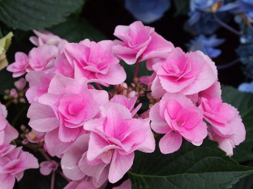 豊島園の紫陽花