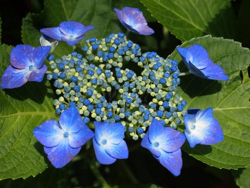 豊島園の紫陽花