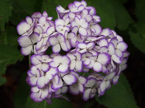 豊島園の紫陽花
