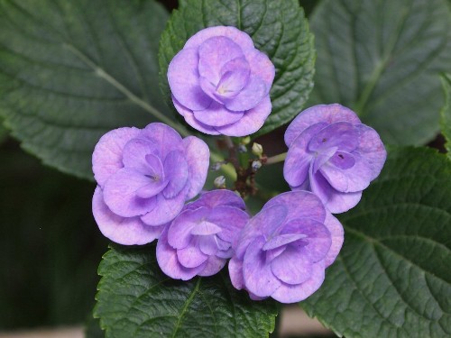 豊島園の紫陽花