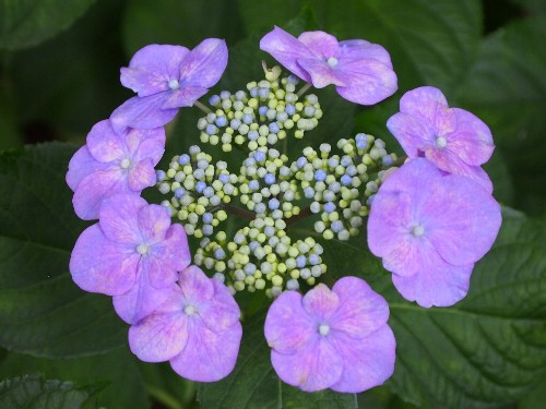 豊島園の紫陽花