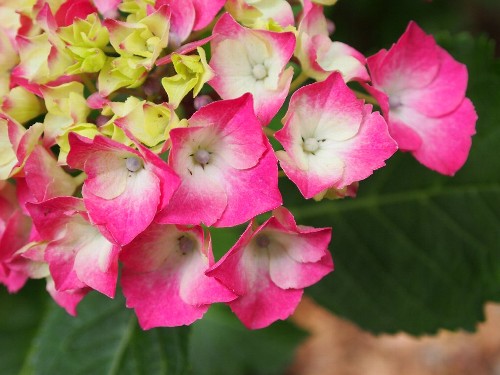 豊島園の紫陽花
