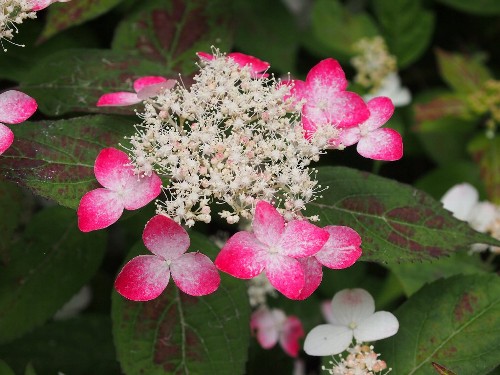 豊島園の紫陽花