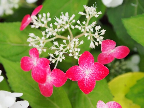 豊島園の紫陽花