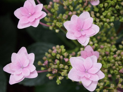 豊島園の紫陽花